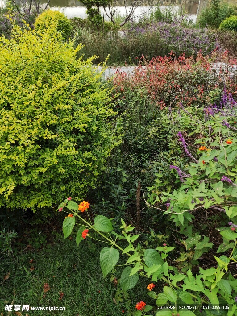 多彩繁茂的花园植物景观