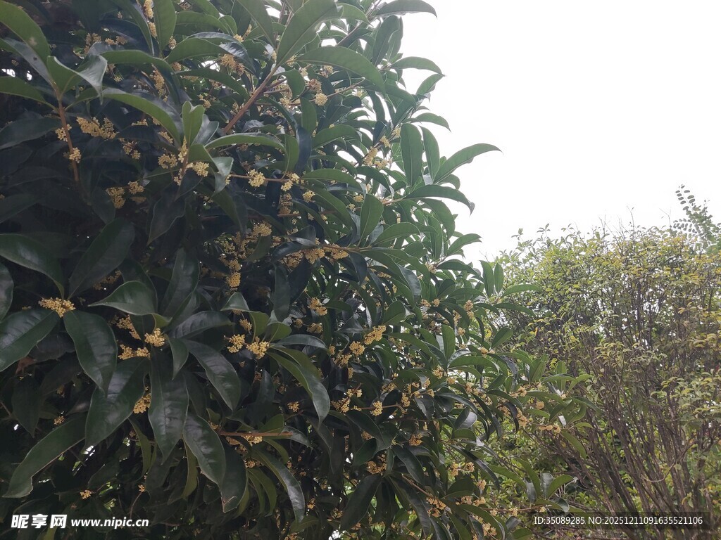 枝叶繁茂的果树