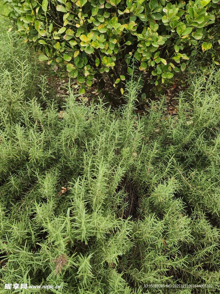 翠绿繁茂的植物景观