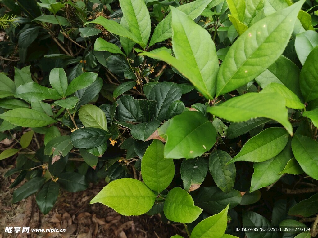 翠绿植物展现勃勃生机