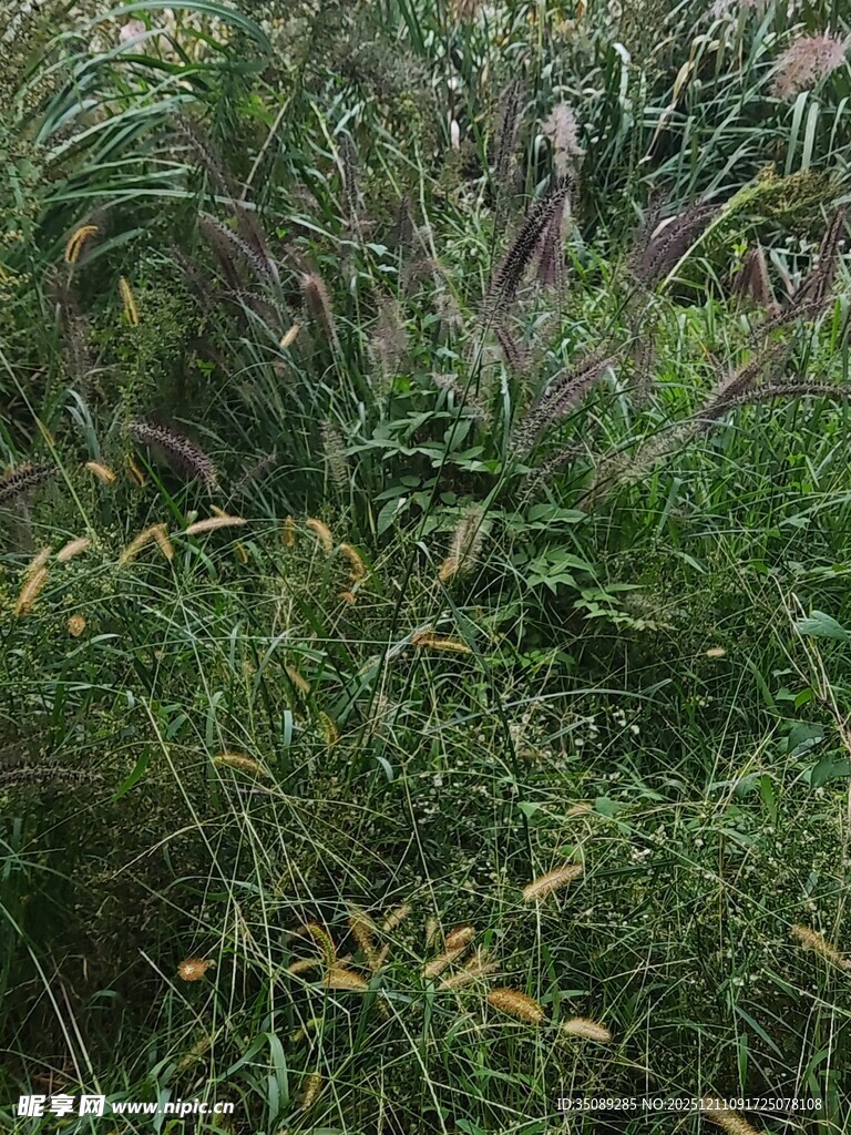 野外繁茂的绿色植物景观