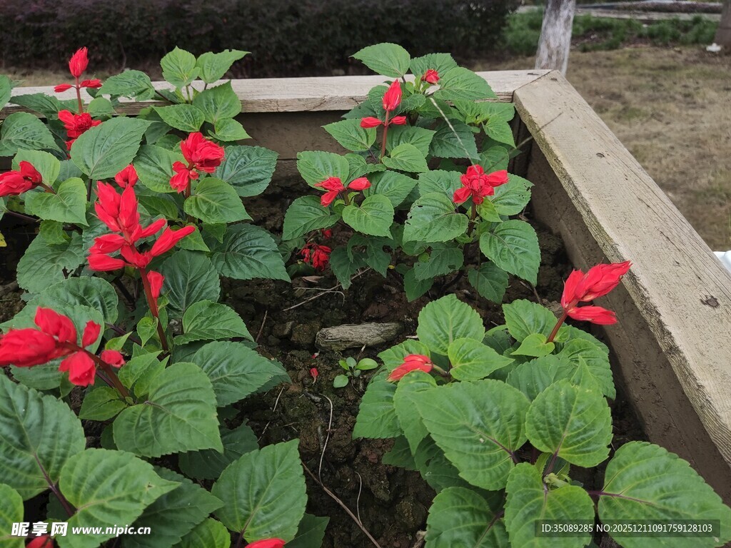 木框中娇艳的红花朵