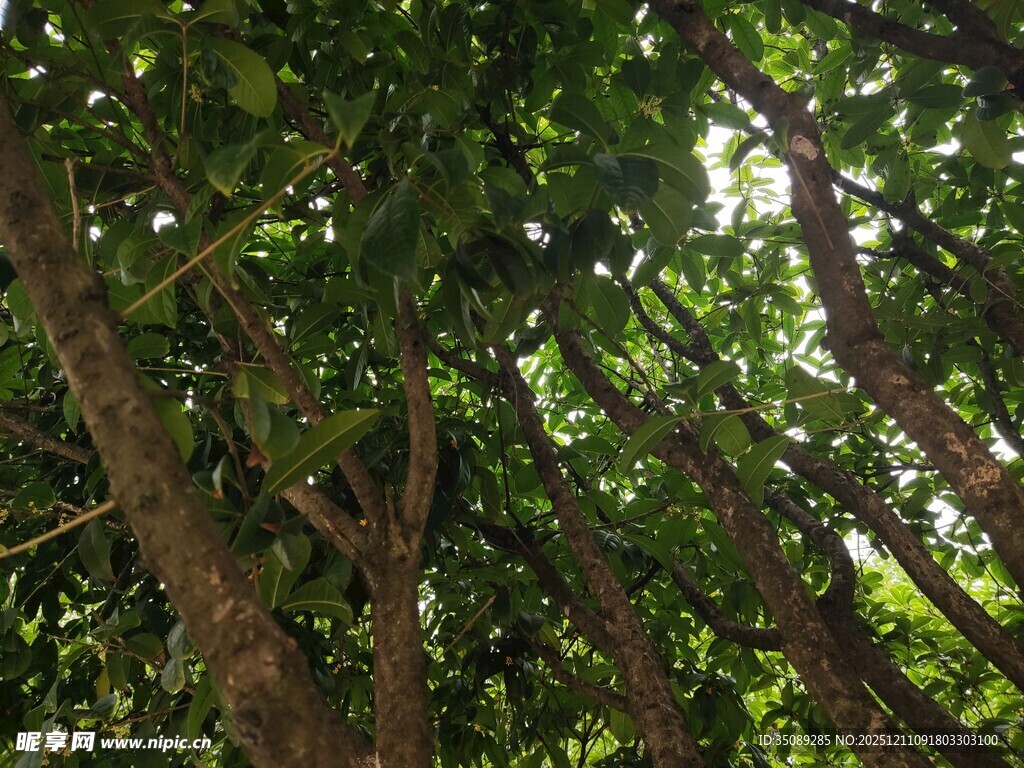 仰视茂密树林树冠景象