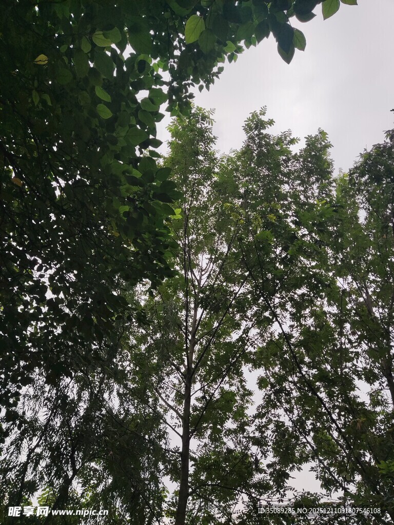 仰视茂密树林景观