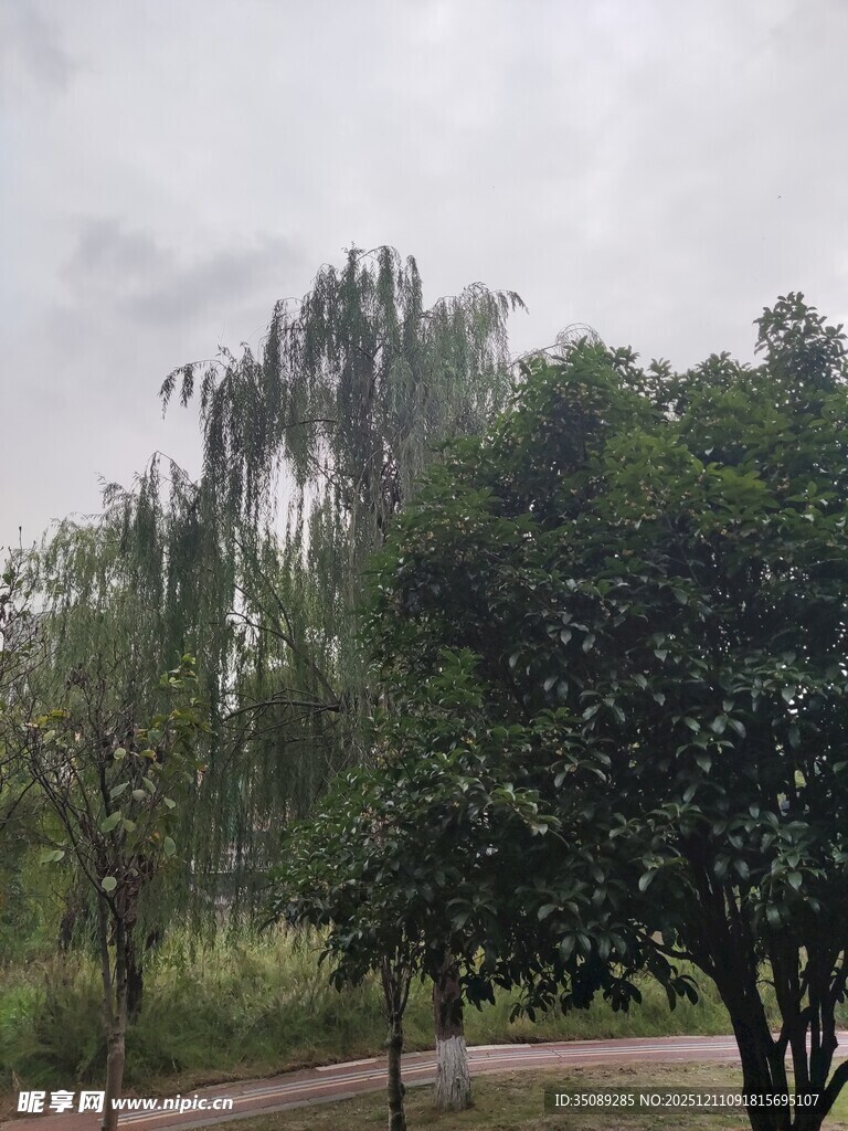 户外绿树成荫的自然景致