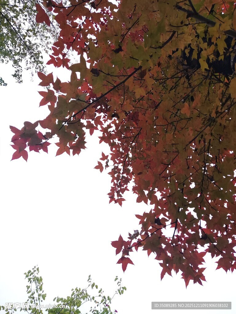 秋日红枫枝叶美景