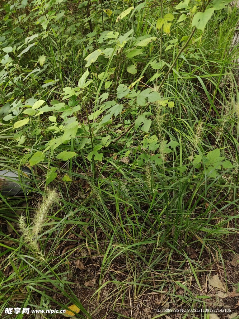 野外繁茂的绿色植物景观