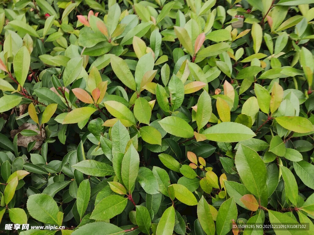 翠绿繁茂的植物叶片