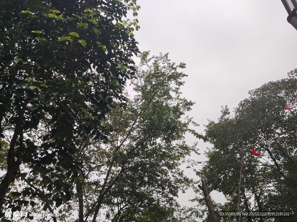 茂密树林中的树冠景象