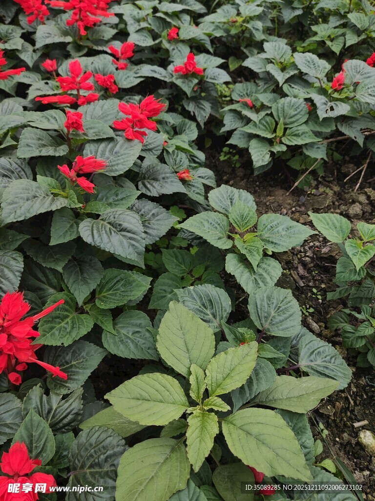 鲜艳红花朵与绿叶景观