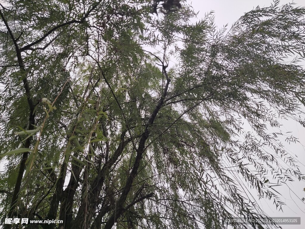 垂柳枝叶繁茂的景象