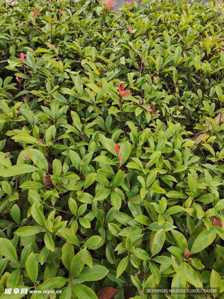 翠绿繁茂的植物景观