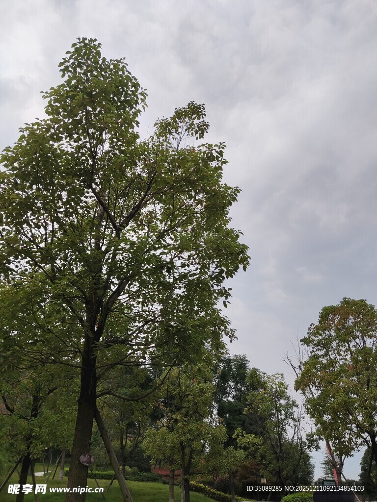 阴天里的葱郁树木