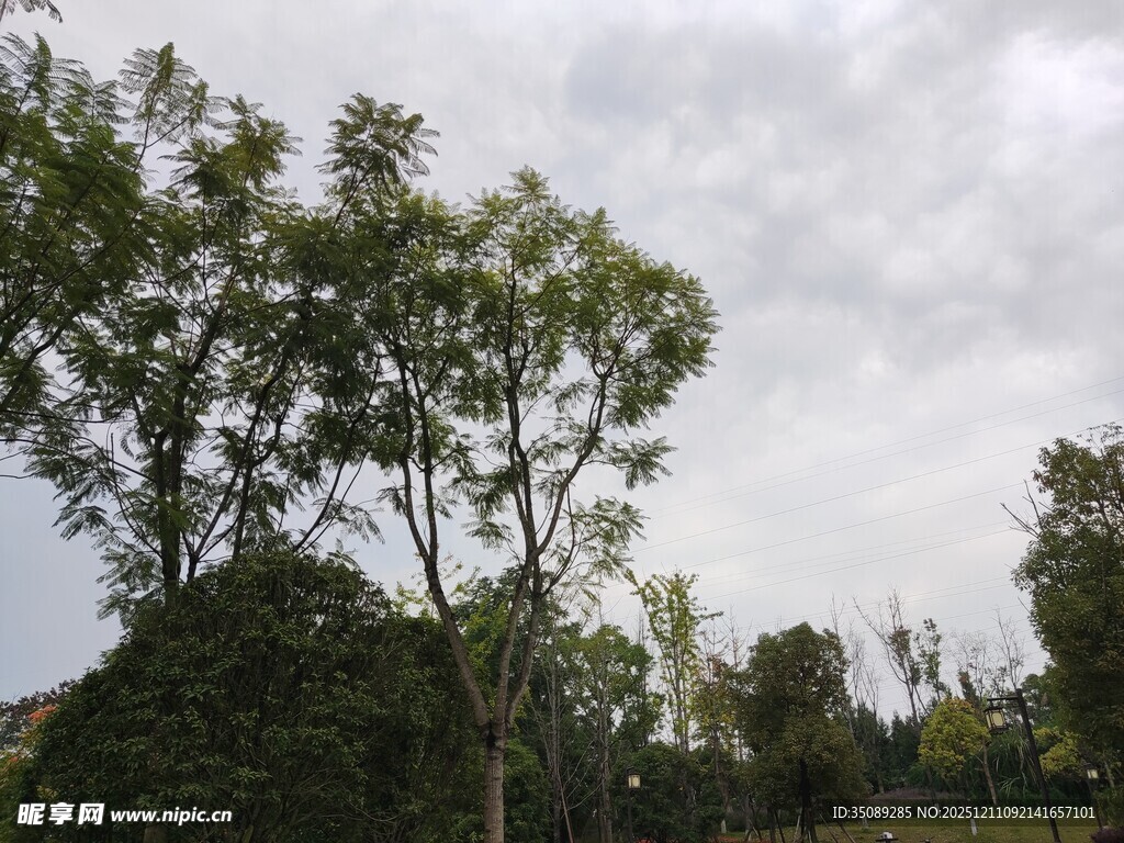 户外绿树成荫的自然景致