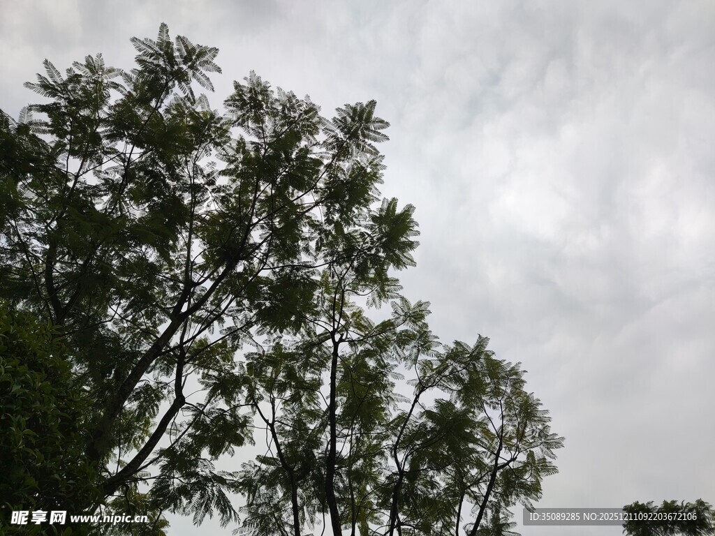 阴天中的树木景观