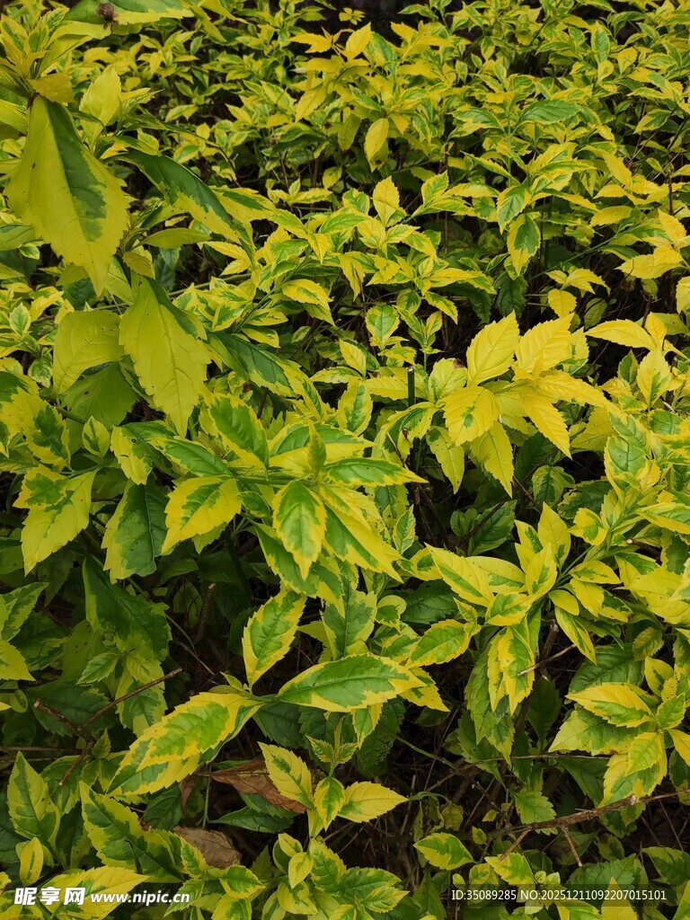 黄绿相间的繁茂植物