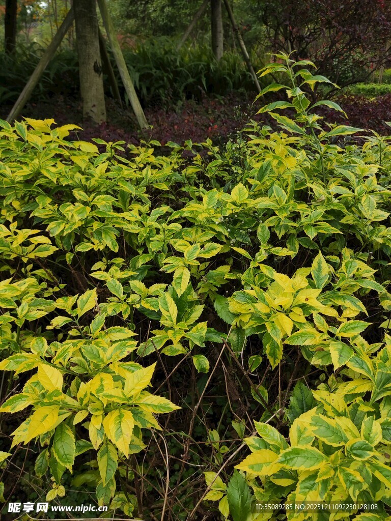 金黄叶片的繁茂植物景观