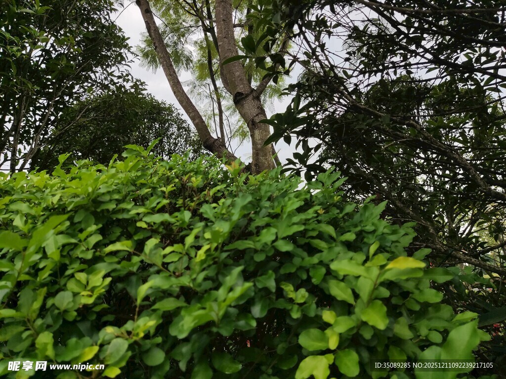 繁茂绿植与树木景观
