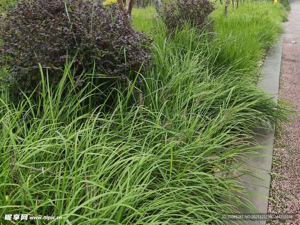 路边翠绿茂盛的观赏草