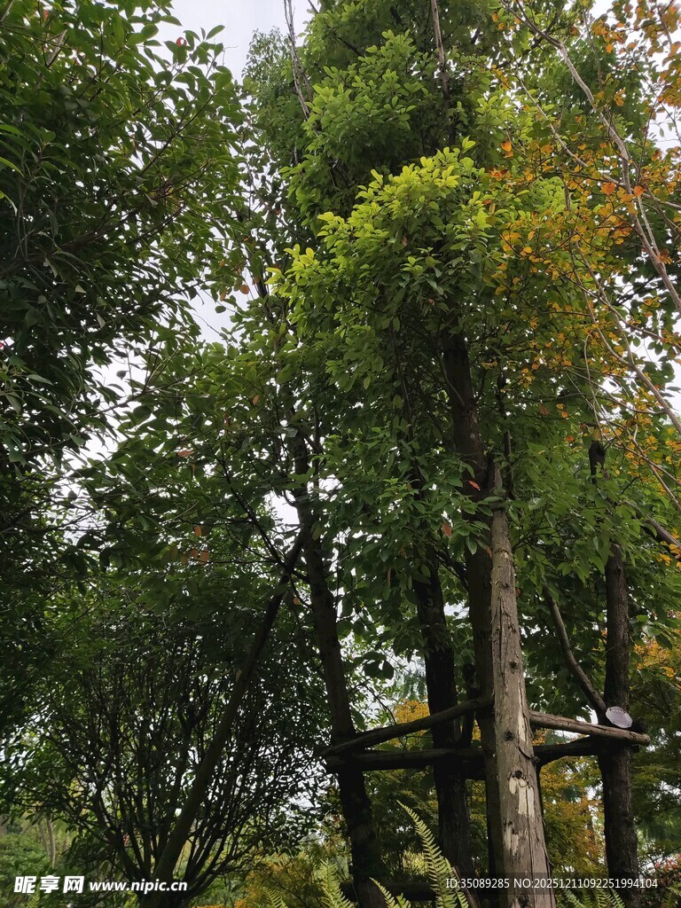 繁茂树林中的木质平台