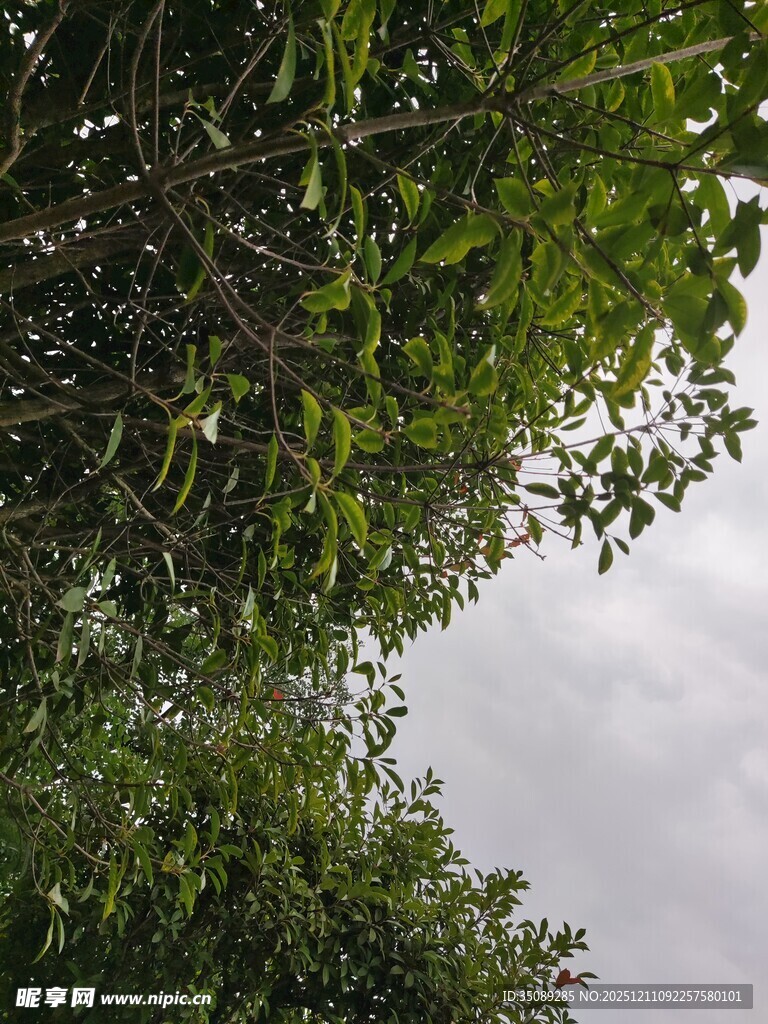 仰视绿树间的灰白云天