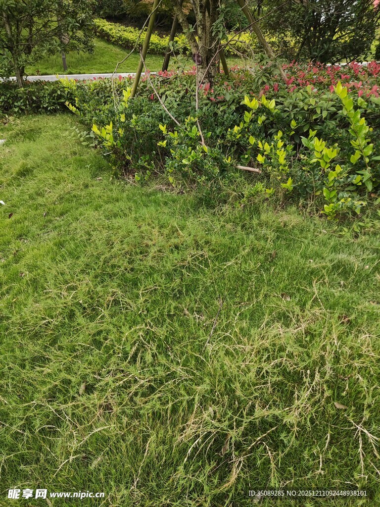 绿意盎然的花园一角