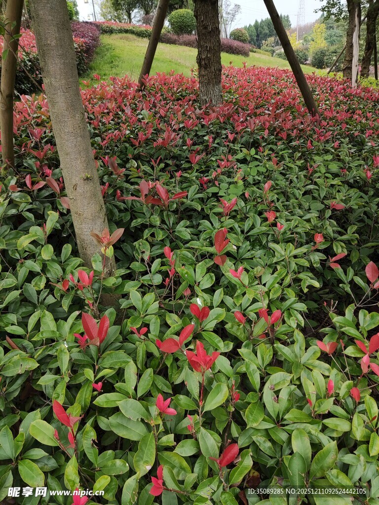 林下红叶绿植景观