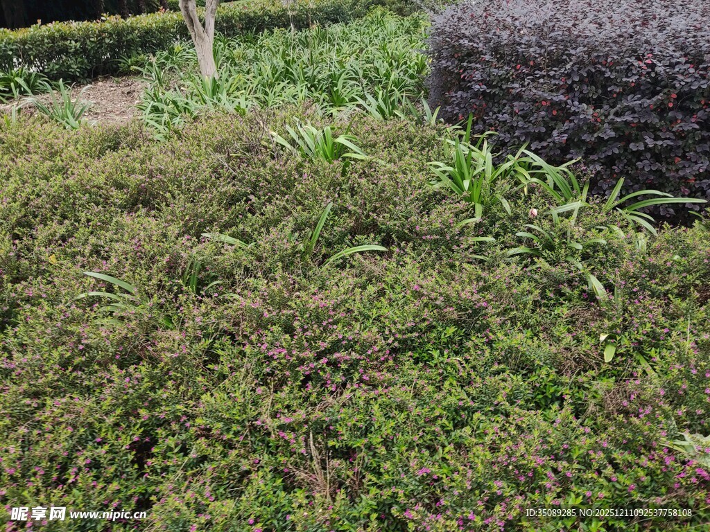 绿意盎然的植物景观