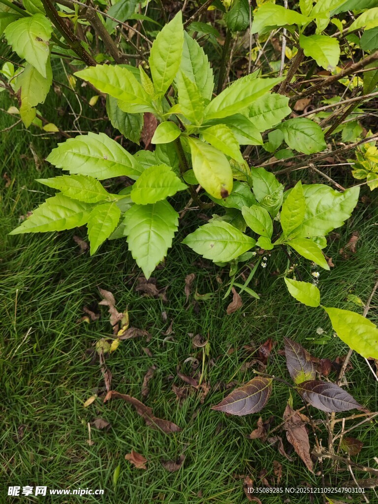 绿叶植物生机盎然画面