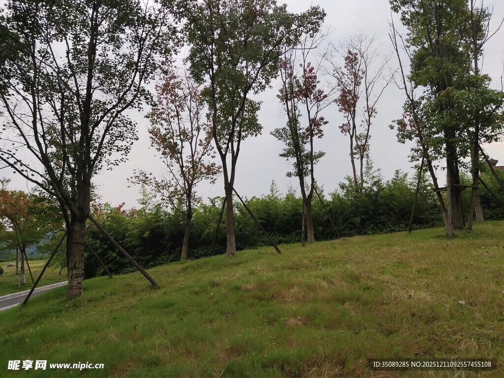 户外绿意盎然的草地树林