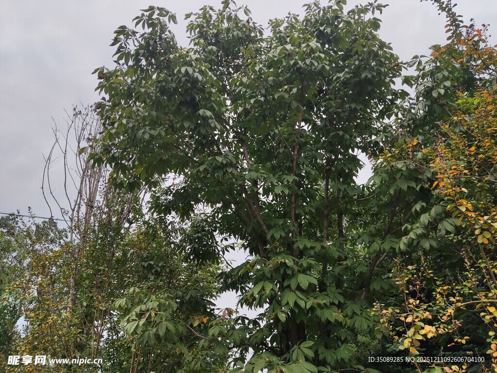 秋日繁茂绿树景观