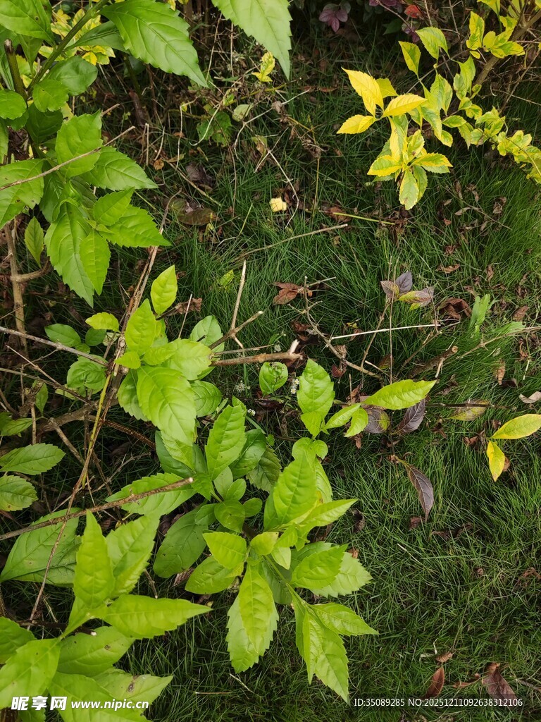 绿叶葱茏的植物景象