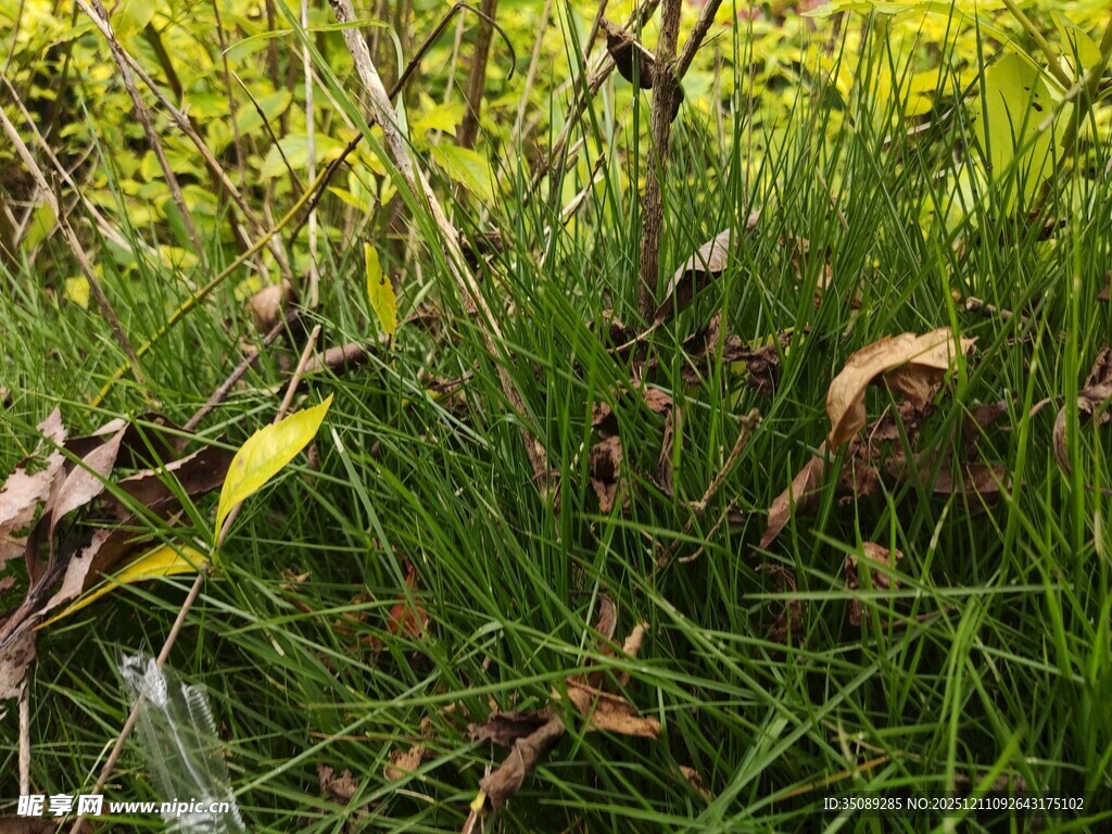 野外茂密的绿色植物景观
