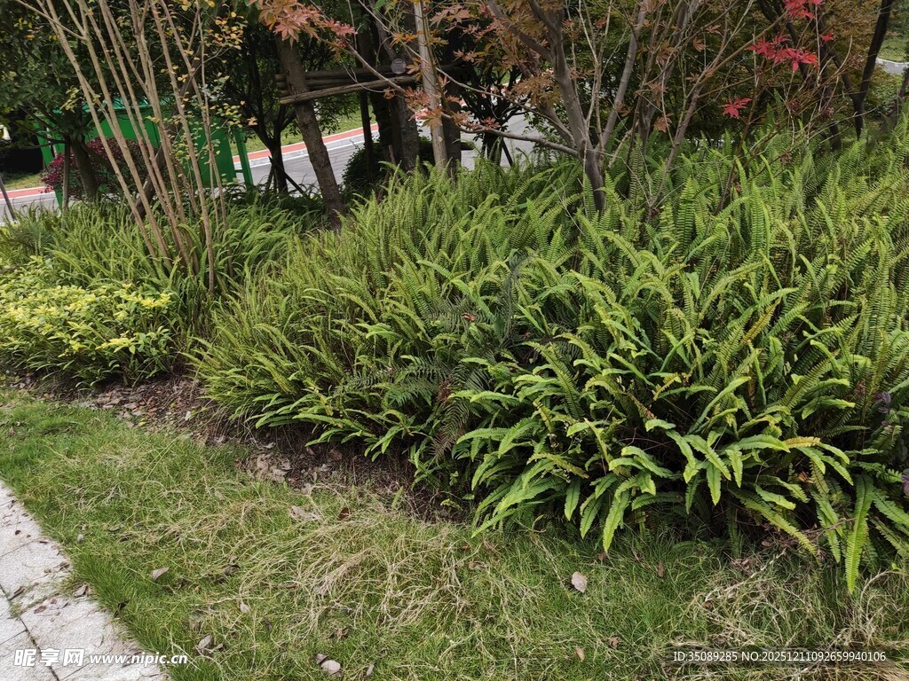 庭院绿植景观一角