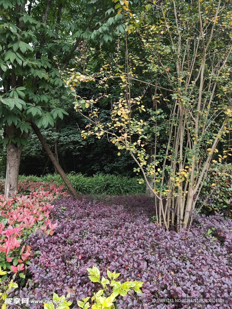 多彩植物装点的美丽景观