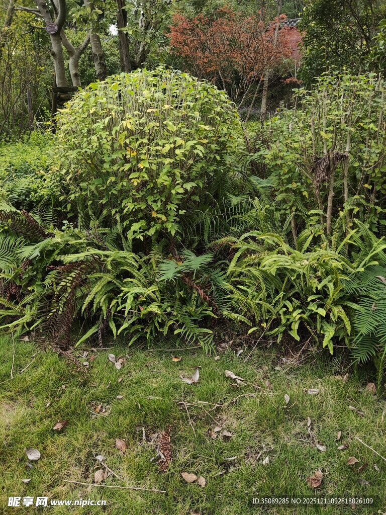 绿意盎然的花园植物景观