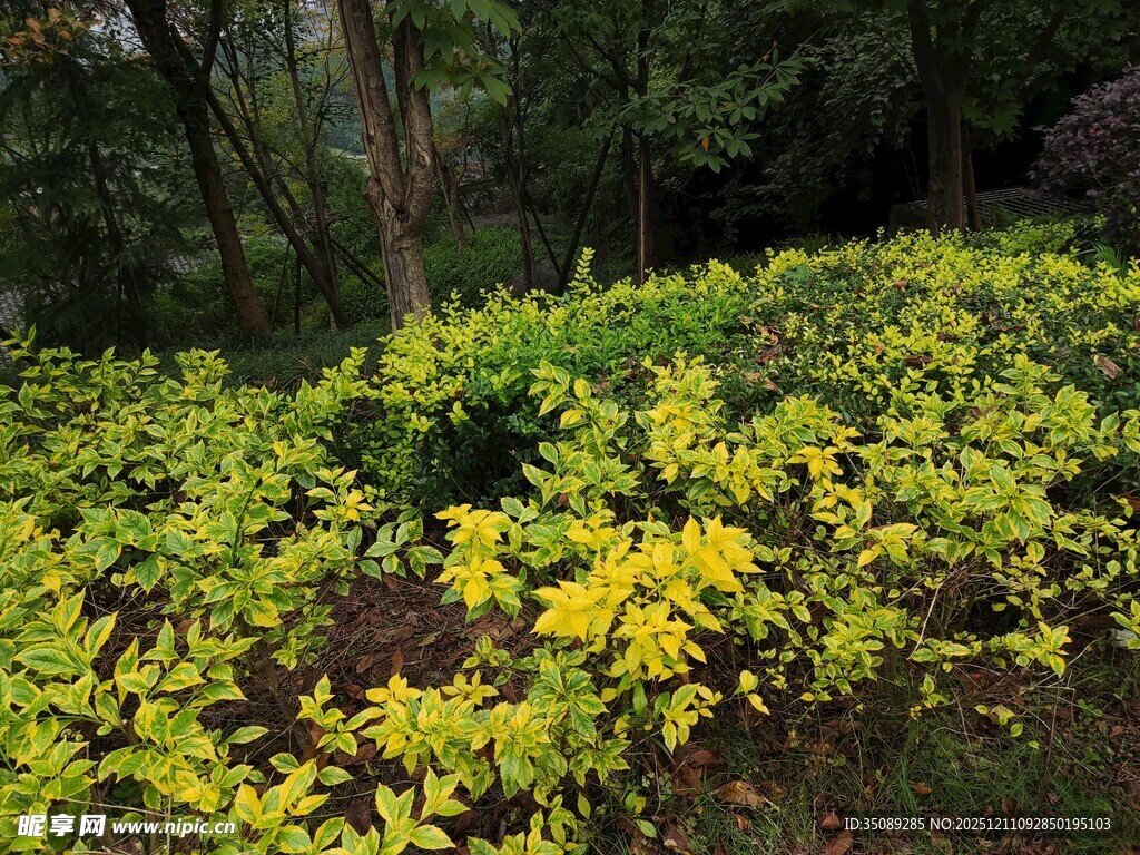 林间繁茂的黄色植物景观