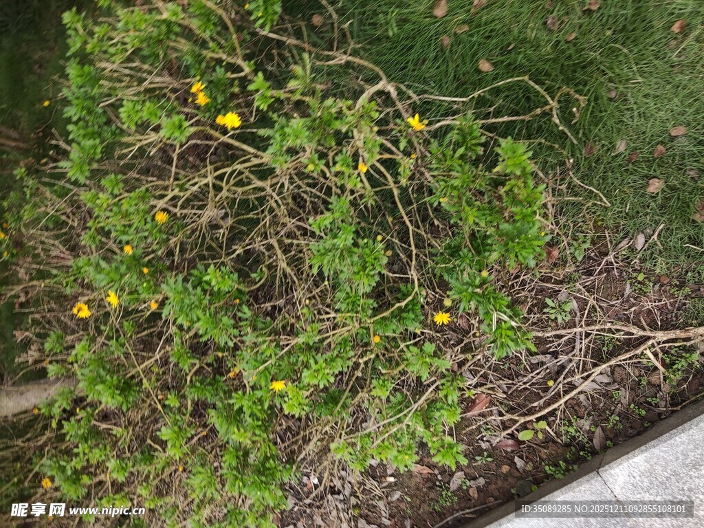 绿叶间的黄色小花