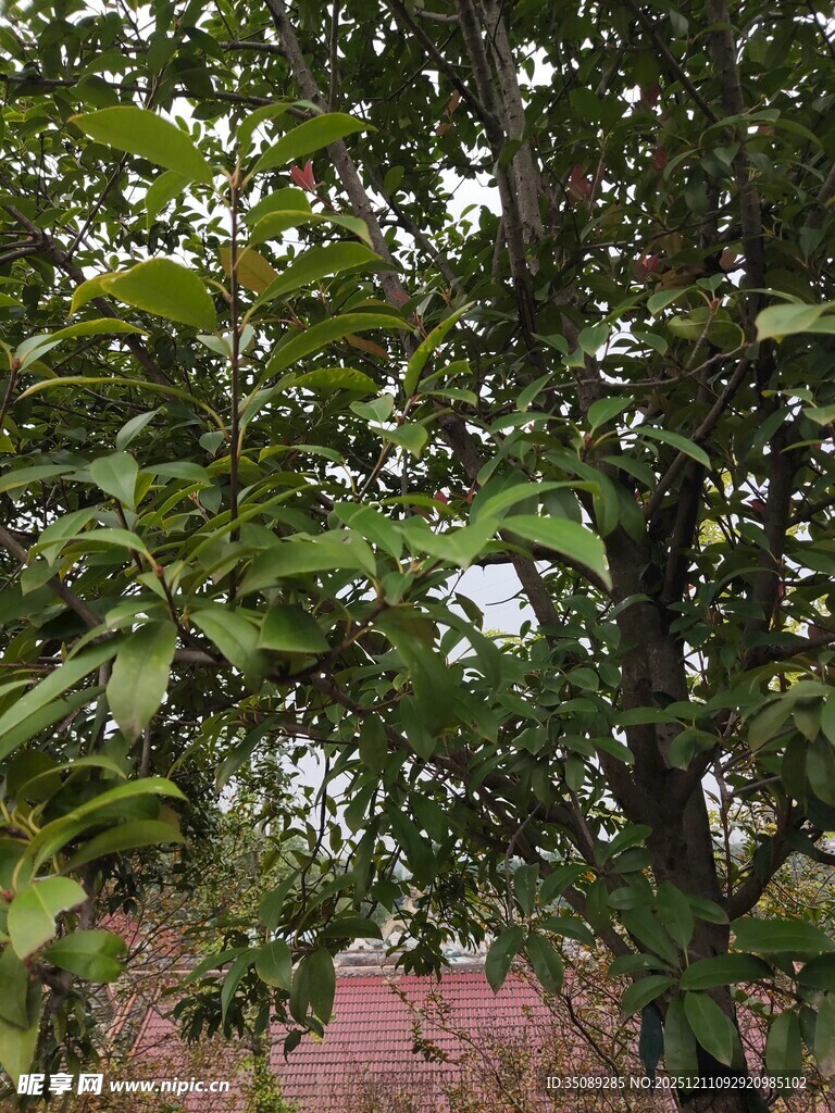 绿叶繁茂的树木景观