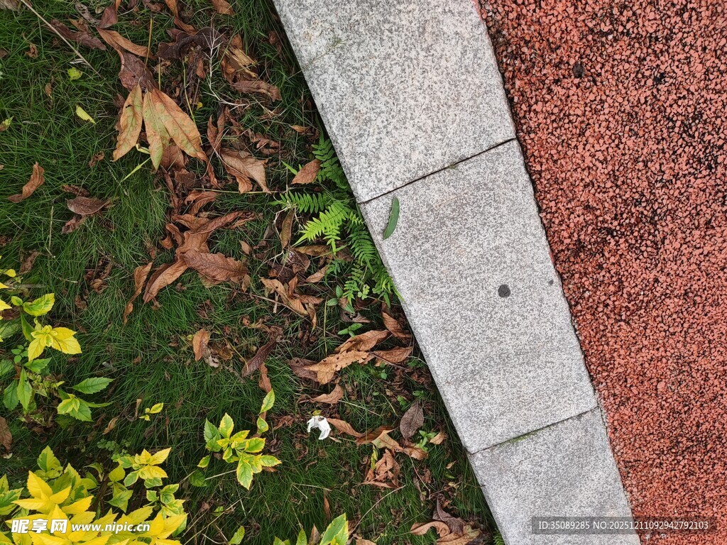 路边绿植与落叶景观