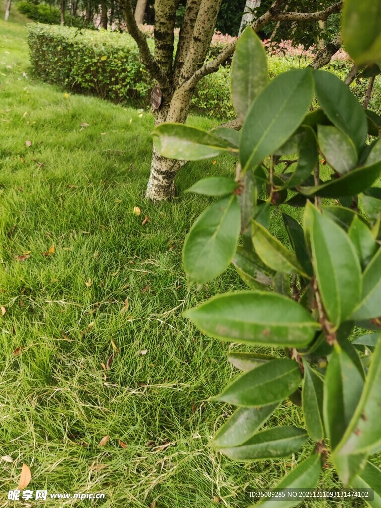 绿意盎然的草地与绿植