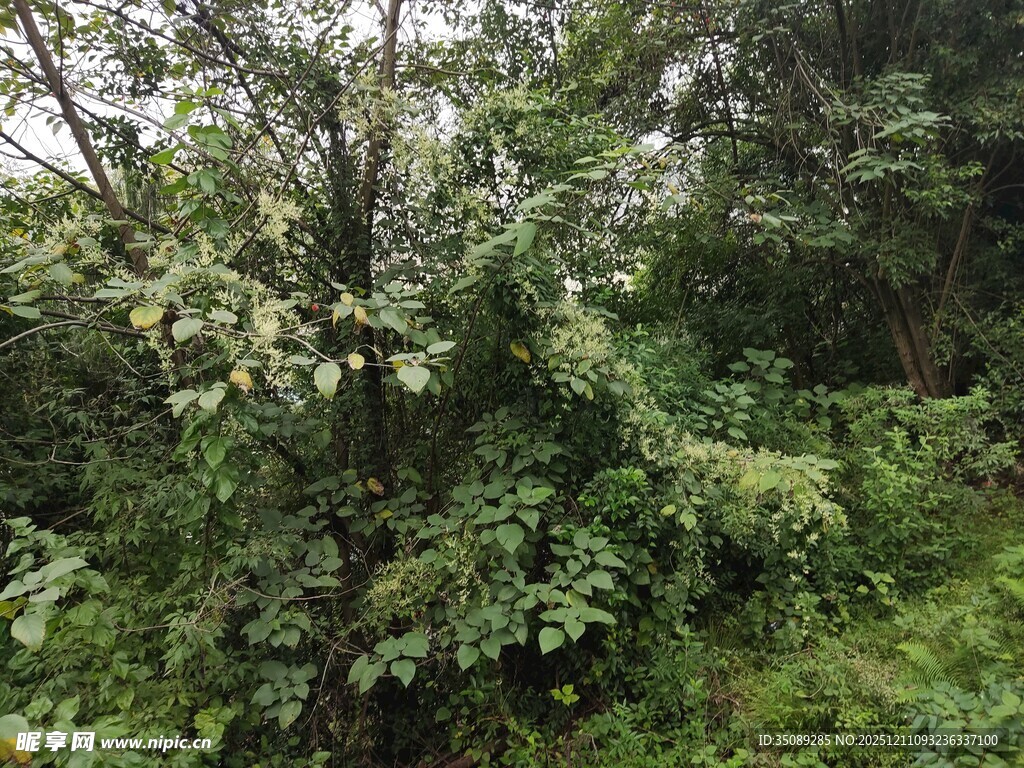 茂密丛林中的繁茂绿植