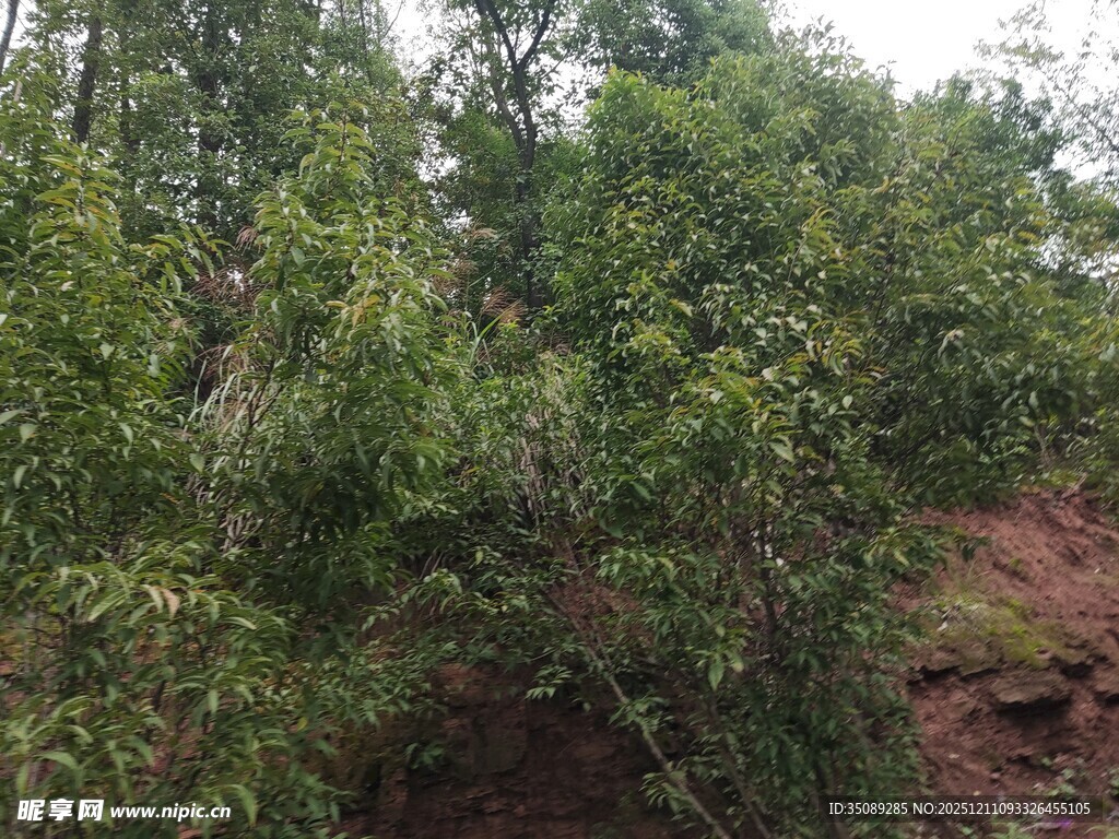 茂密山林绿意盎然