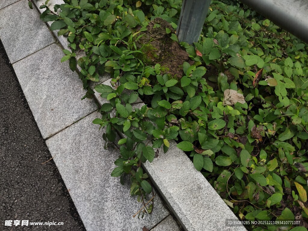 路边缝隙生长的绿色植物