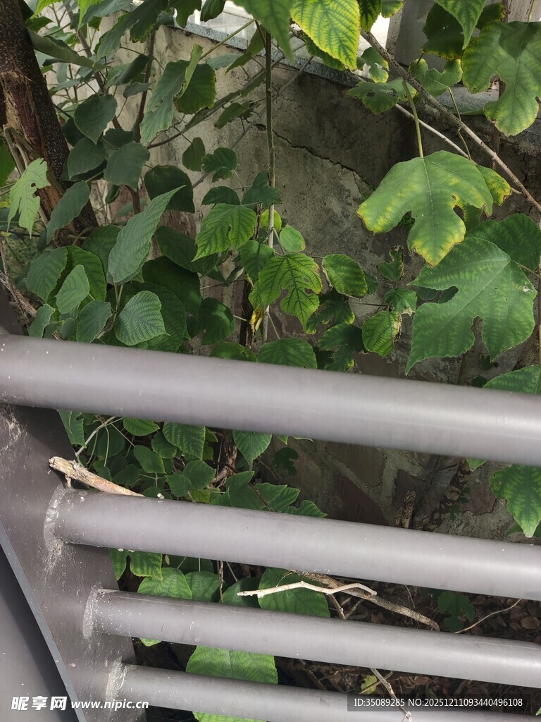 金属栏杆旁的翠绿植物