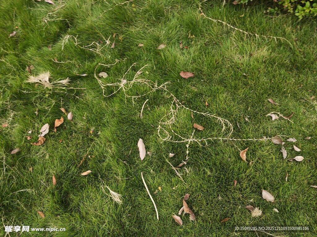 草地上的枯叶与藤蔓