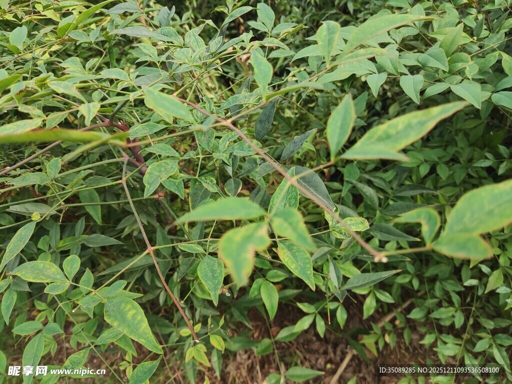 繁茂绿植展现自然生机