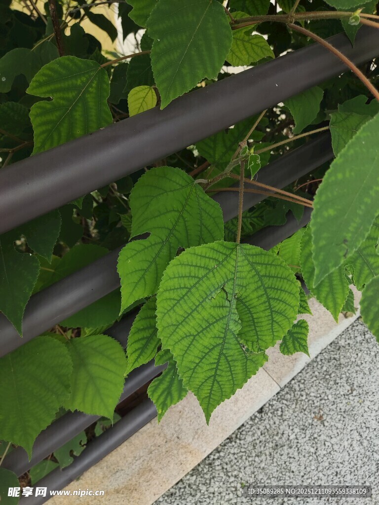 绿叶攀附栏杆生机景象