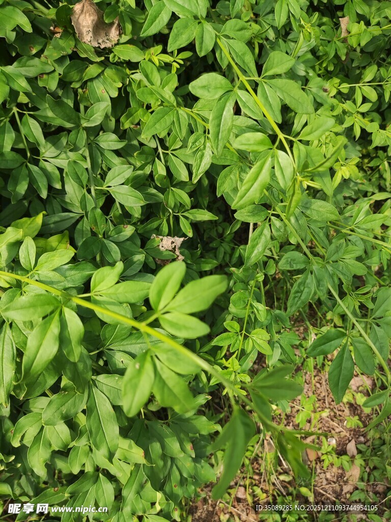 茂密翠绿的植物景观