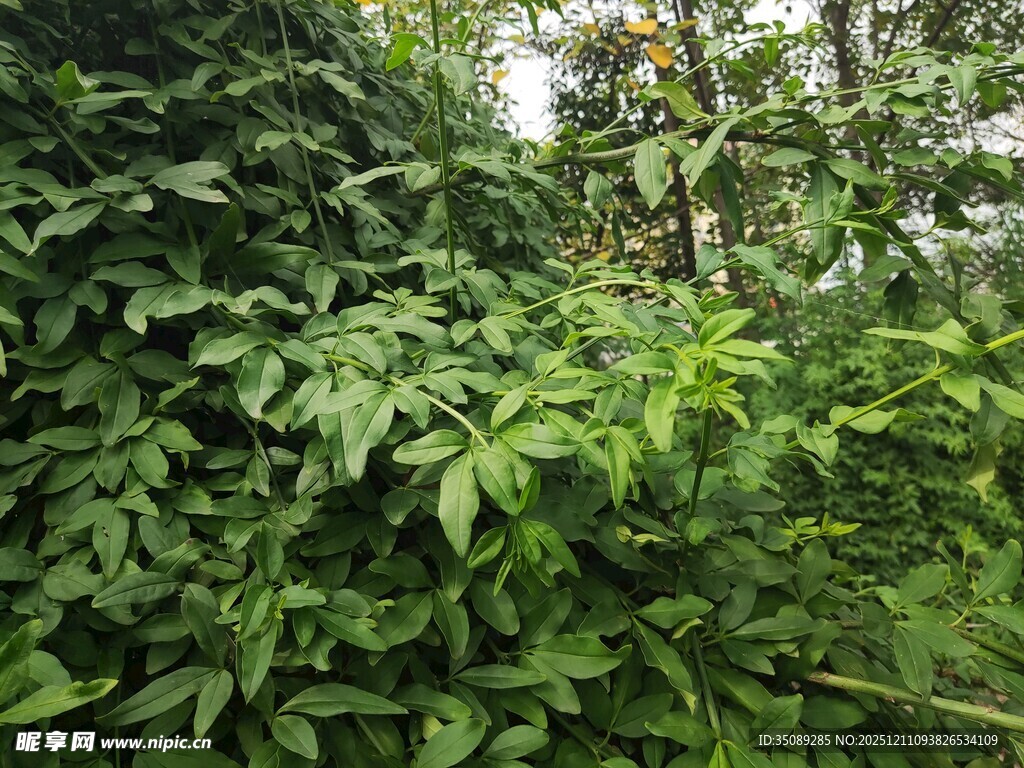 茂密丛林绿意盎然